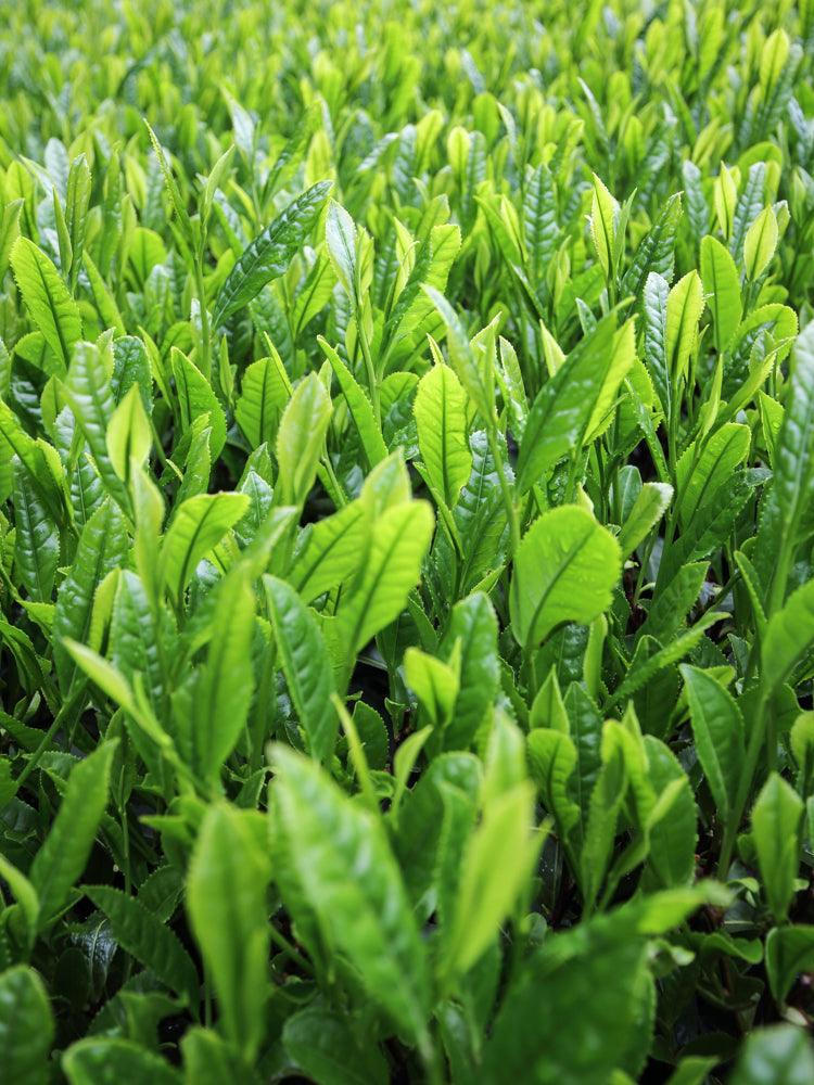 Organic Genmaicha Green Tea