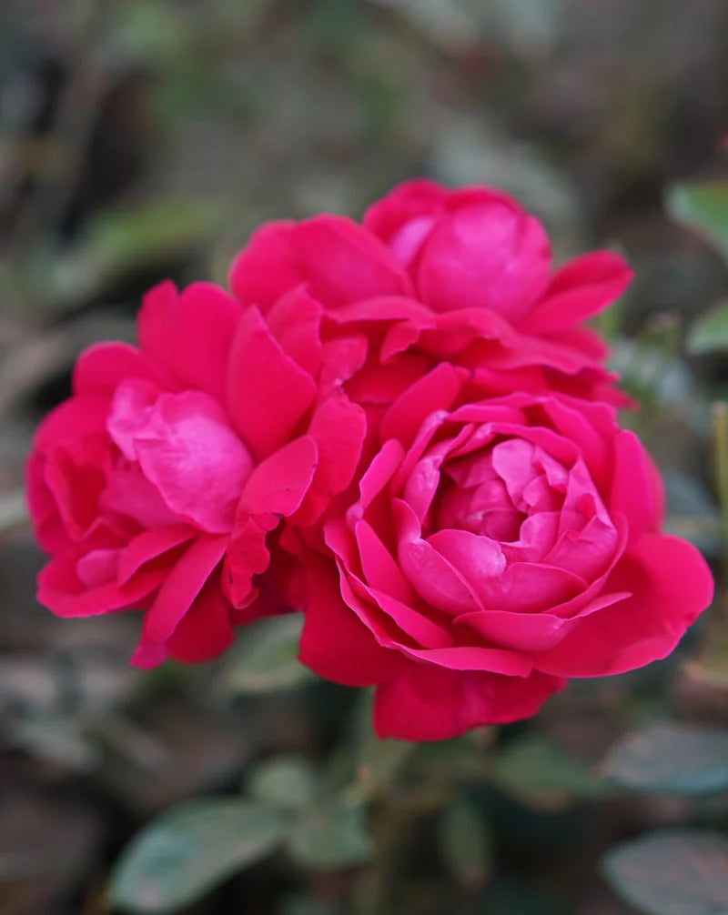 Shangri-La Rose Tea